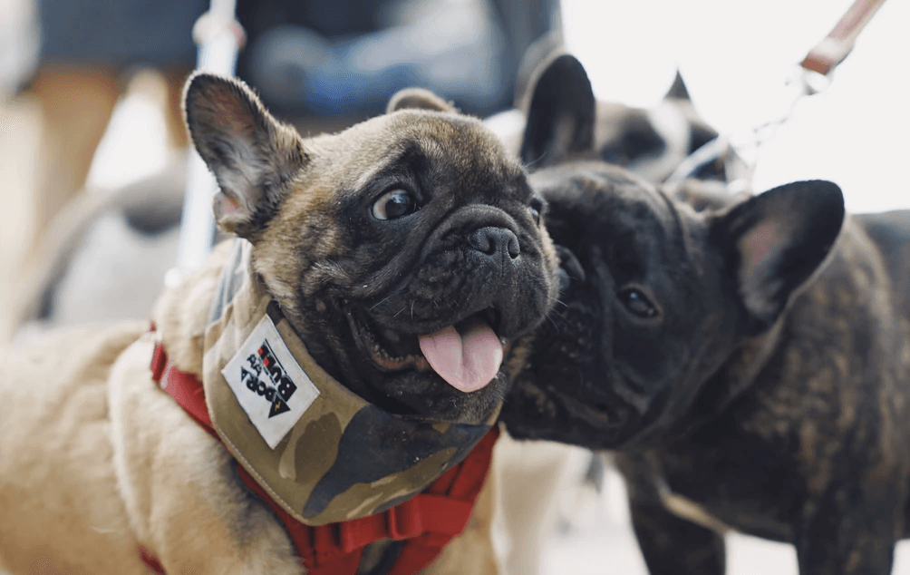 Two dogs, where one is leaning into the other's ear.