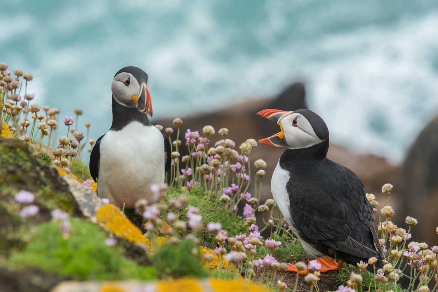 Two puffins.