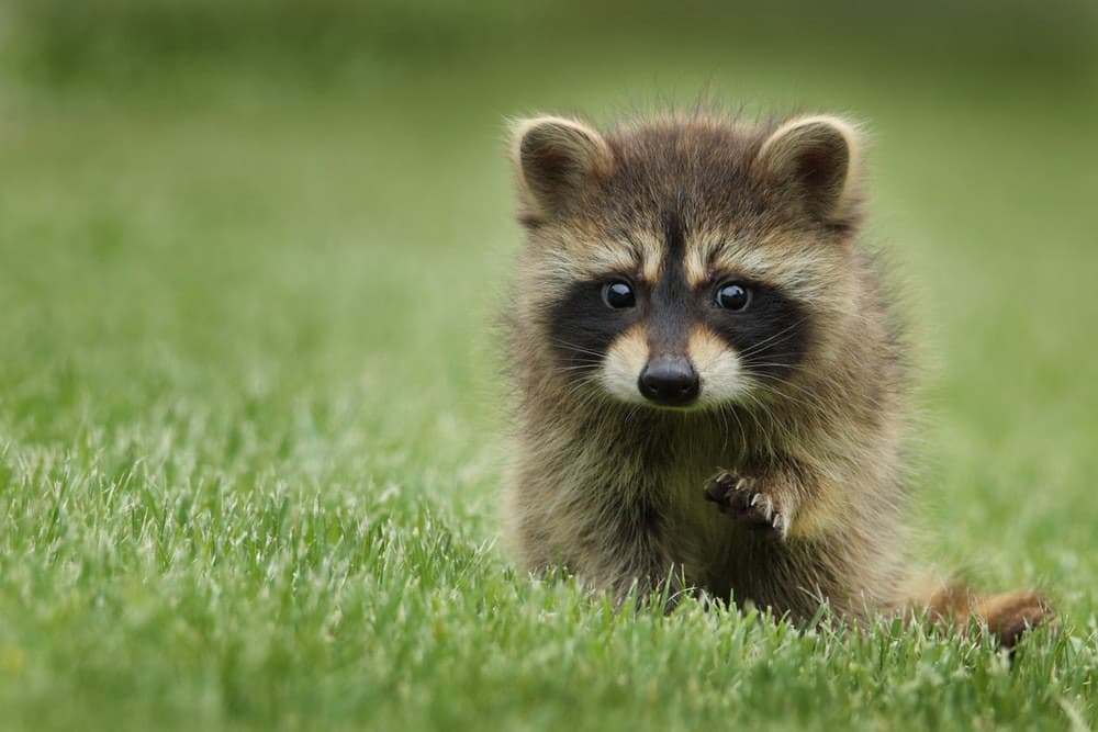 A cute raccoon.